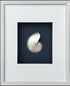 pearled nautilus shell indigo blue background